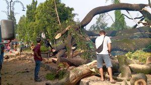 Pohon Tumbang di Jalan Ir. H. Djuanda, Farhan Pastikan Penanganan Cepat dan Antisipasi