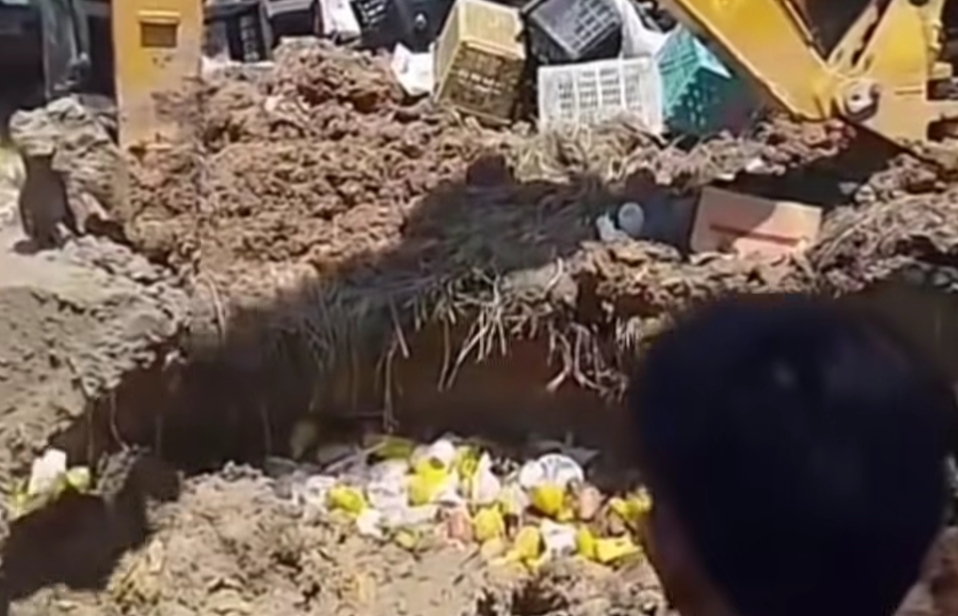 mangga ilegal