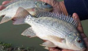 Cirebon menjadi sentra ikan nila