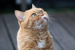 Sterilisasi dan vaksinasi rabies Kucing