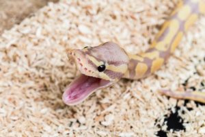 tanda ball python stres