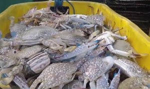 Benih Rajungan Indramayu