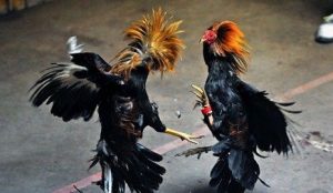 Gerebek Sabung Ayam