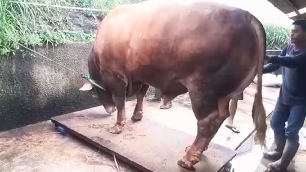 Sapi kurban Prabowo - Instagram Dispernakan Bandung Barat
