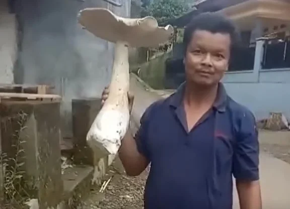 Temuan Jamur Raksasa Majalengka