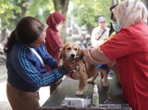 Vaksin rabies gratis purwakarta