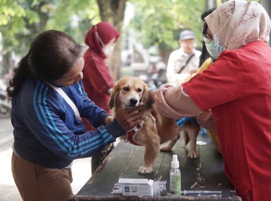 Vaksin rabies gratis purwakarta