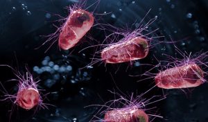 bakteri Escherichia coli 