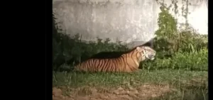 harimau sumatera pt wilmar