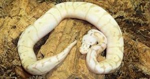 Waktu Terbaik Beri Makan Ball Python