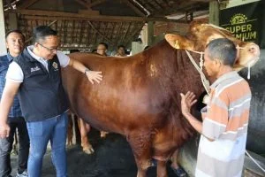 sapi kurban prabowo