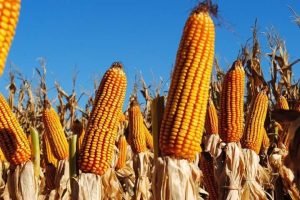 Produksi Jagung