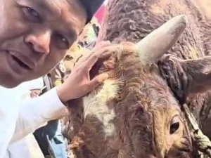 Sapi Kurban Prabowo di Cirebon