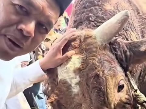 Sapi Kurban Prabowo di Cirebon