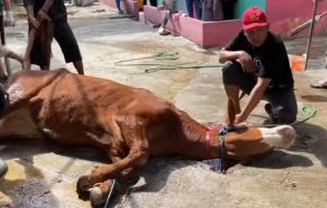 Doa menyembelih hewan kurban