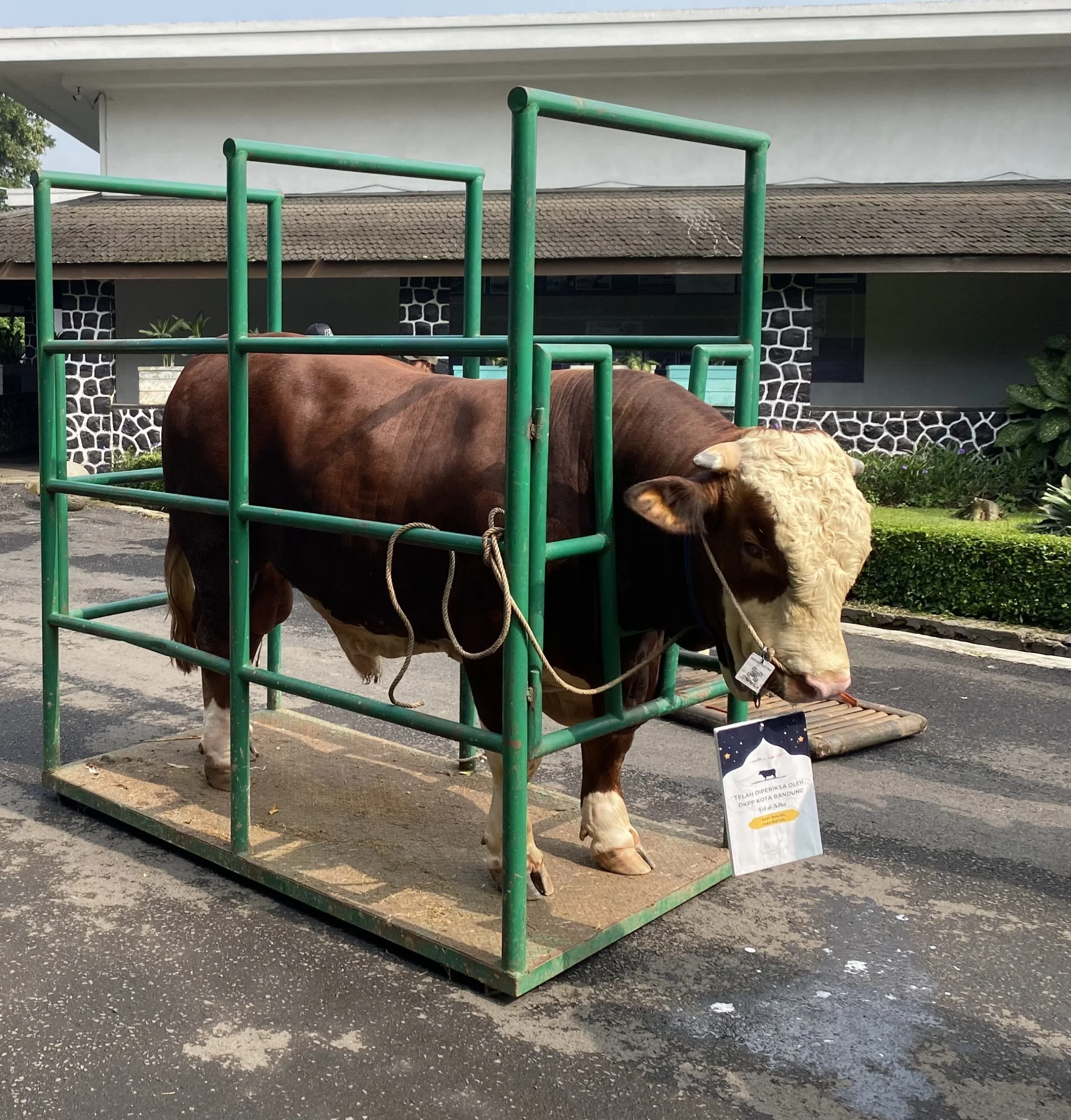Farhan Ingatkan Warga Potong Hewan Kurban di RPH Agar Sesuai Syariat