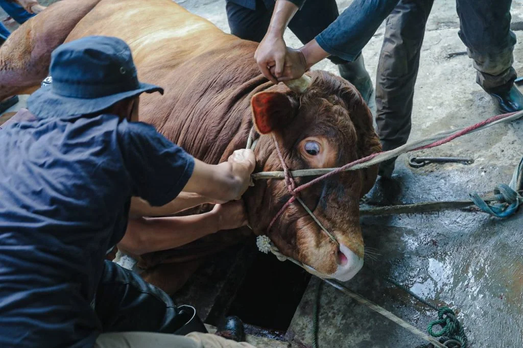 Pemkot Bandung Intensif Pantau Kurban dan Pastikan Sehat, Halal, dan Merata Hingga Hari Tasyrik