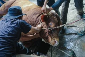 Pemkot Bandung Intensif Pantau Kurban dan Pastikan Sehat, Halal, dan Merata Hingga Hari Tasyrik