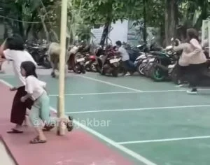 Sapi kurban ngamuk