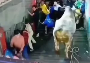 Sapi kurban kabur