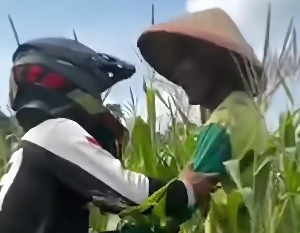 Petani jagung trail