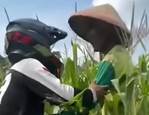 Petani jagung trail