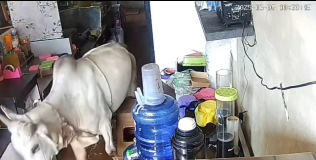 Sapi kurban sapi kurban kabur