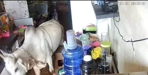 Sapi kurban sapi kurban kabur