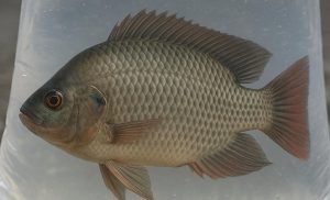 Ikan Nila Sakti Cirebon - Dok Pemkab Cirebon