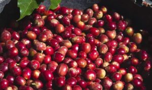 Kopi Sarongge Cianjur