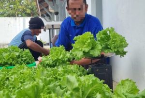 Lapas Indramayu panen selada bokor hidroponik