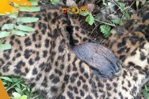 Macan Tutul Mati di Garut