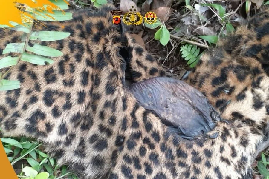 Macan Tutul Mati di Garut