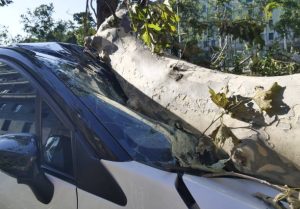 Mobil polisi tertimpa pohon tumbang