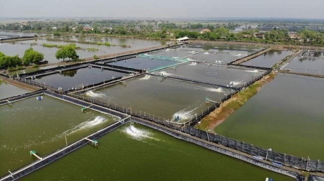 Revitalisasi Tambak Indramayu
