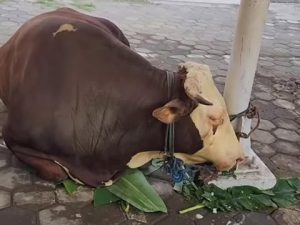 Sapi kurban prabowo