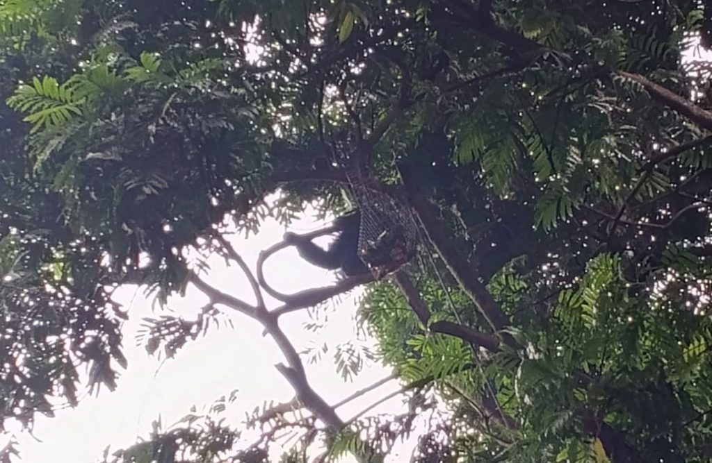 Siamang Mazda Depresi - Dok Bandung Zoo