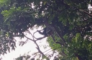 Siamang Mazda Depresi - Dok Bandung Zoo