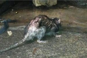 Tikus Got - Virus Hanta - IPB University