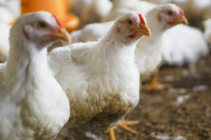 Turunkan lemak ayam boiler
