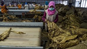 Pabrik Rokok Terbesar Berhenti Beli Tambakau, Petani Merana