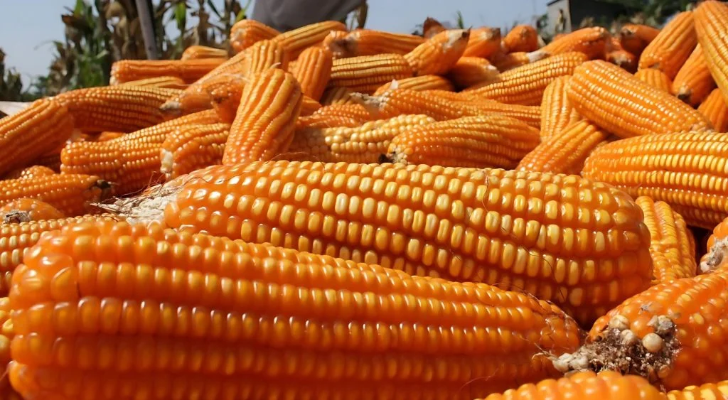 Swasembada Jagung