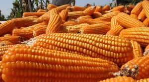 Swasembada Jagung