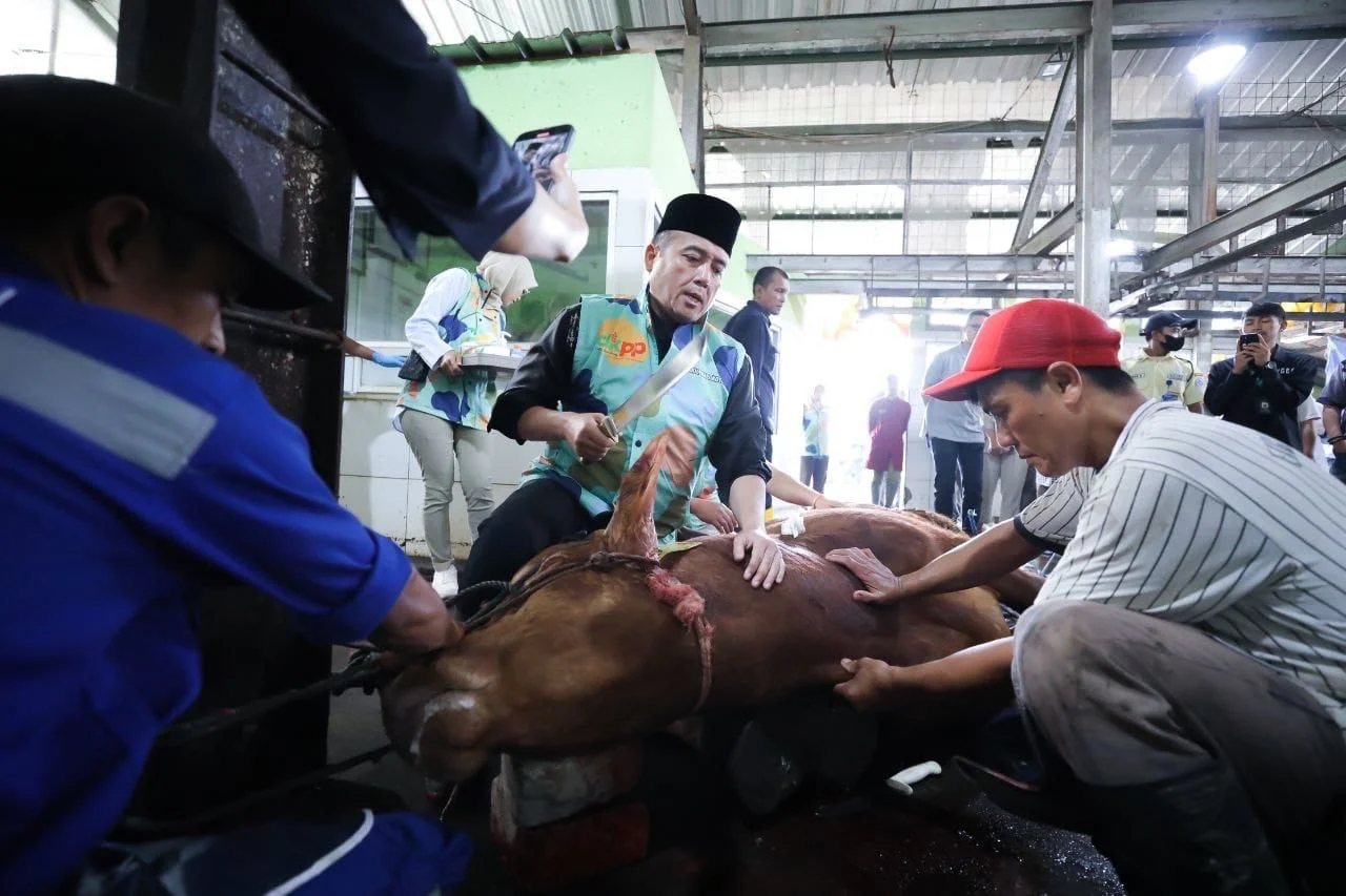Erwin Sembelih Sapi Kurban dari Presiden dan Wali Kota Bandung: Ini Amanah yang Penuh Makna 
