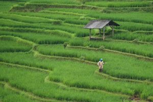 Nusron Tegaskan: Sawah Harus Dilindungi dari Alih Fungsi