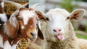 perbedaan domba dan kambing