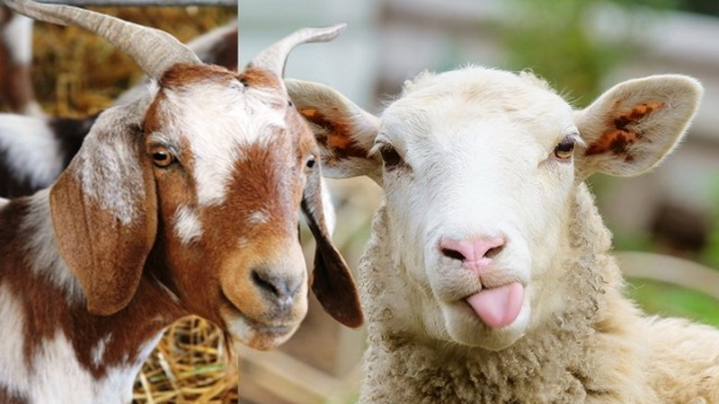 perbedaan domba dan kambing