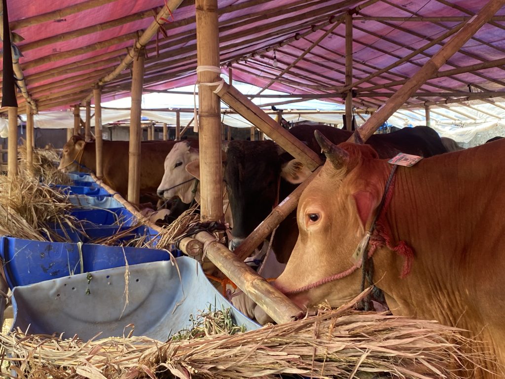 Idul Adha Kurban