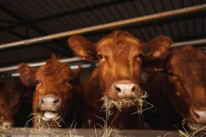 Lansia meninggal diinjak sapi kurban
