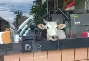 sapi kurban kabur - Instagram Tana Datar Net